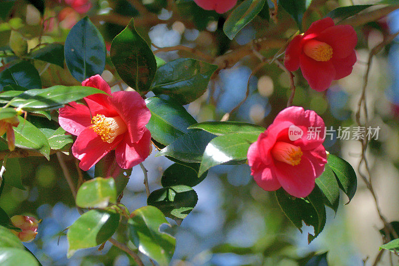 茶花/日本茶花